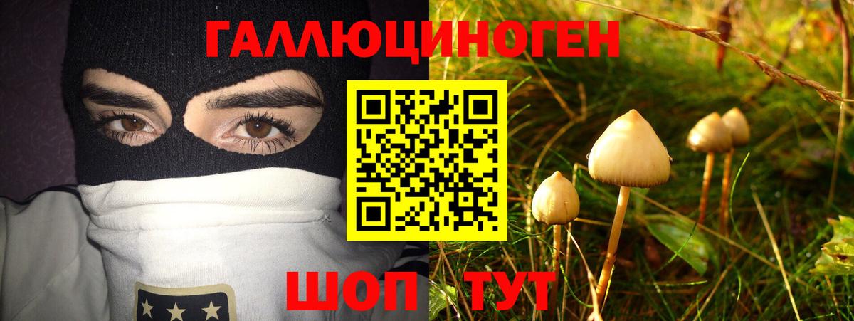 Псилоцибиновые грибы Psilocybine cubensis Ликино-Дулёво